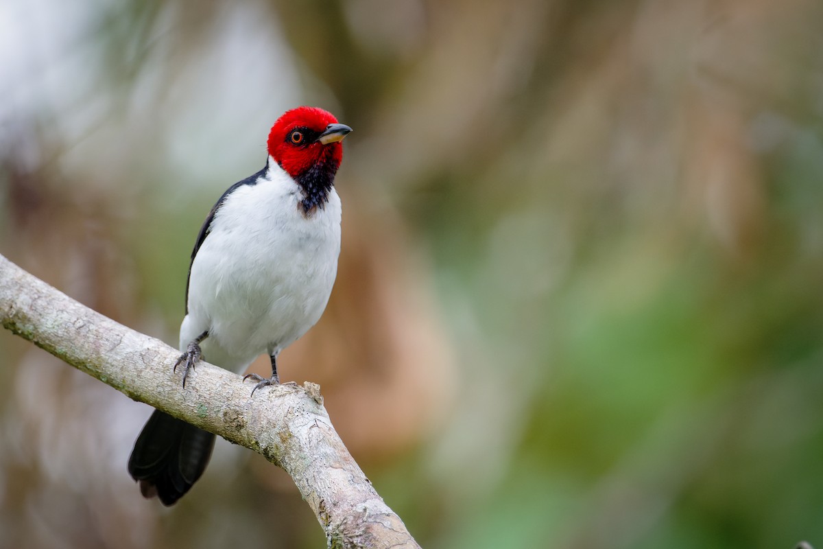 Red-capped Cardinal - ML620709673