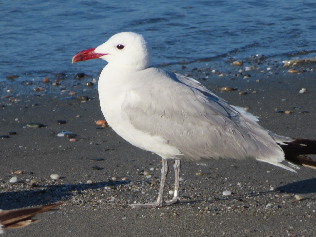 Audouin's Gull - Eric Liebgold