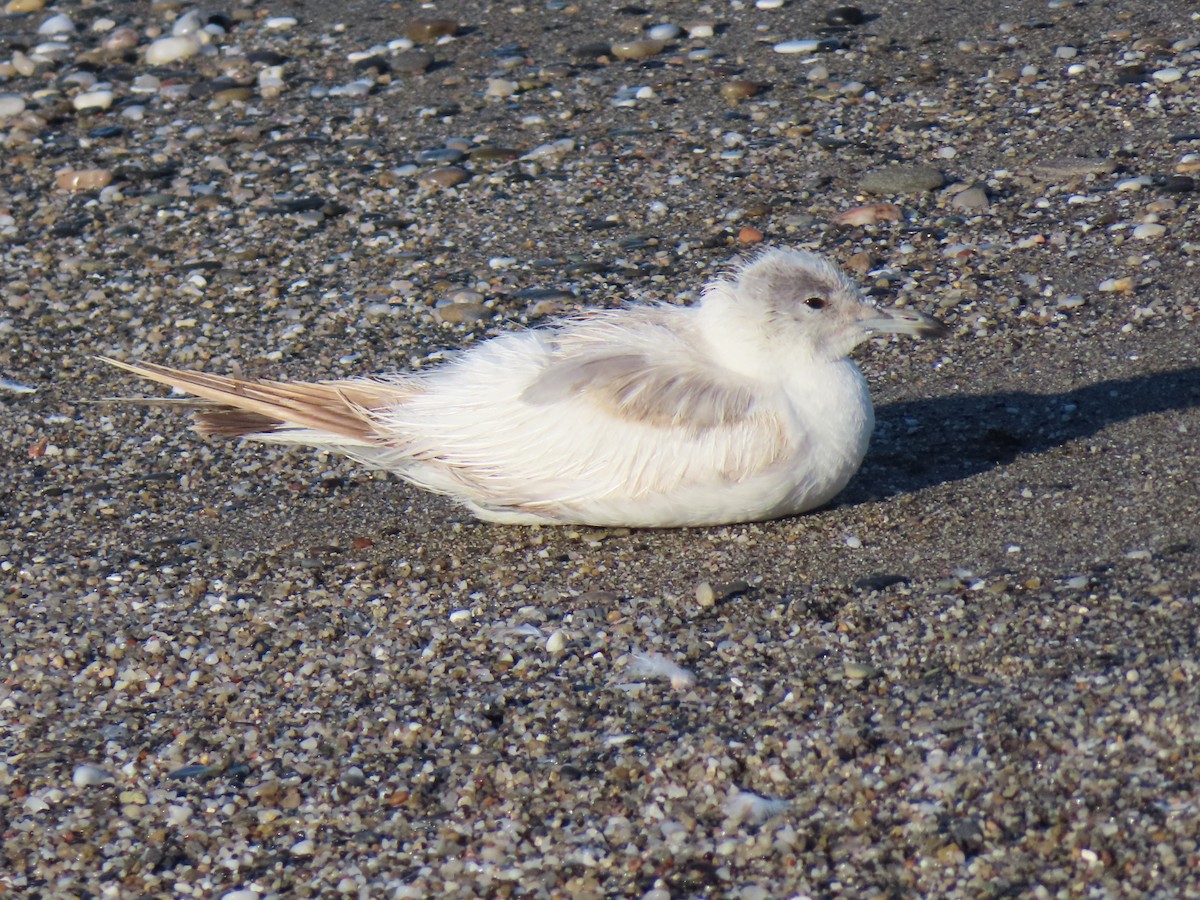 Common Gull - ML620709686