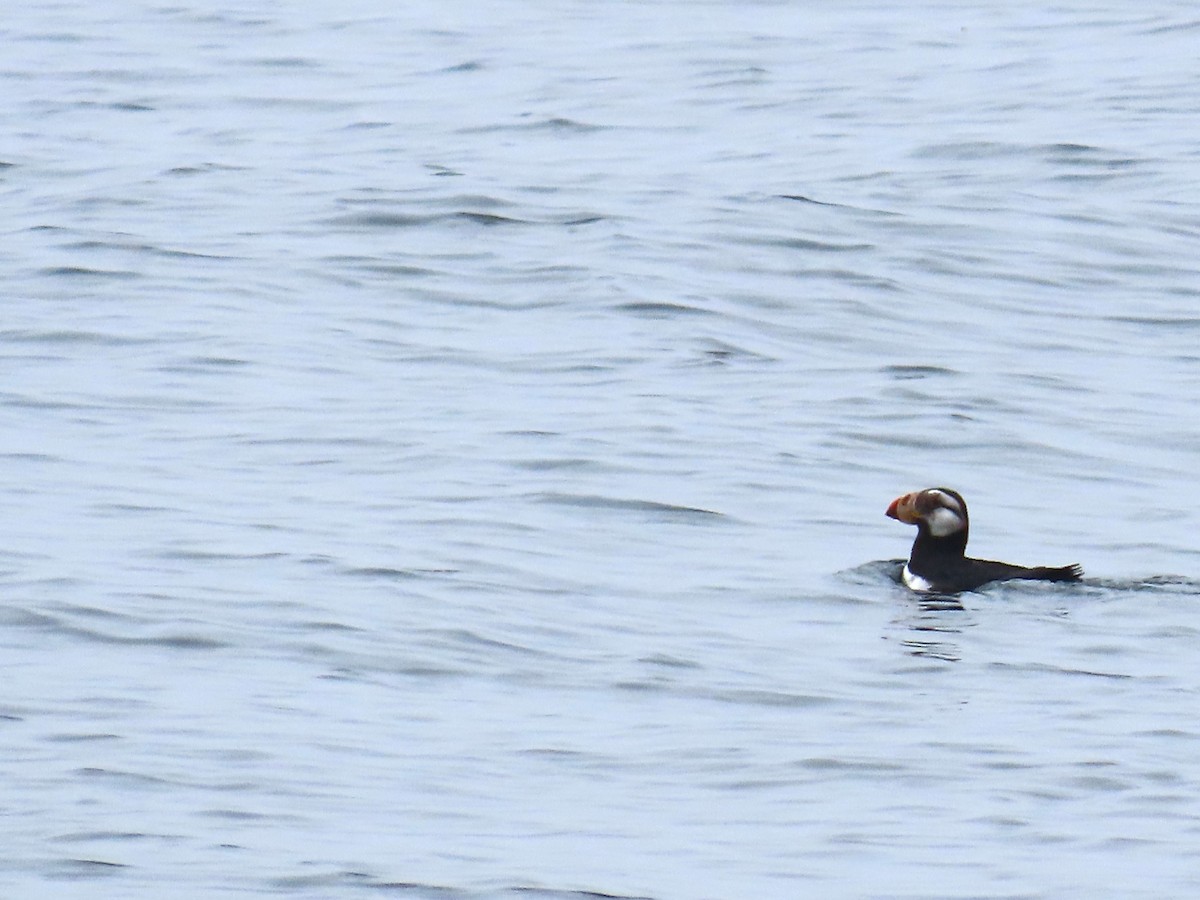 Horned Puffin - ML620709687