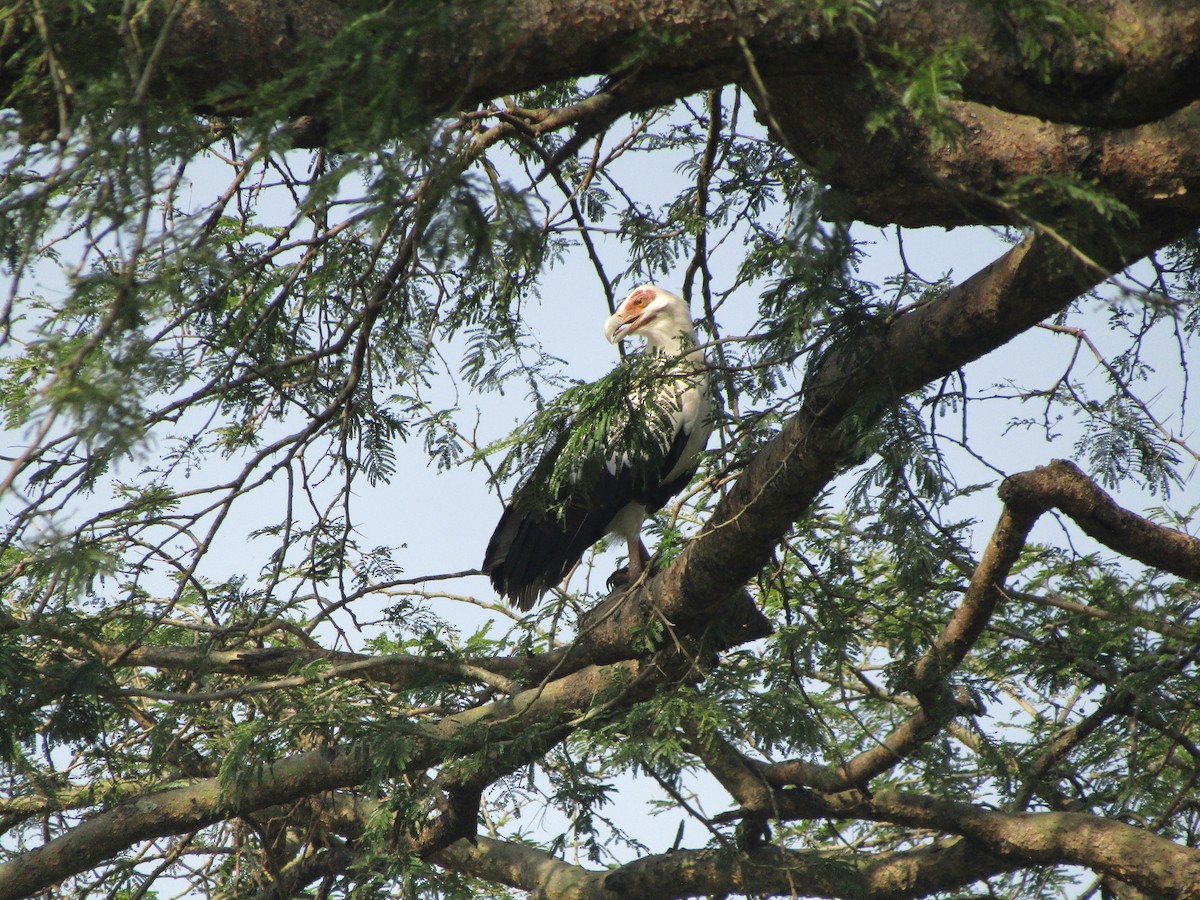 Palm-nut Vulture - ML620709689