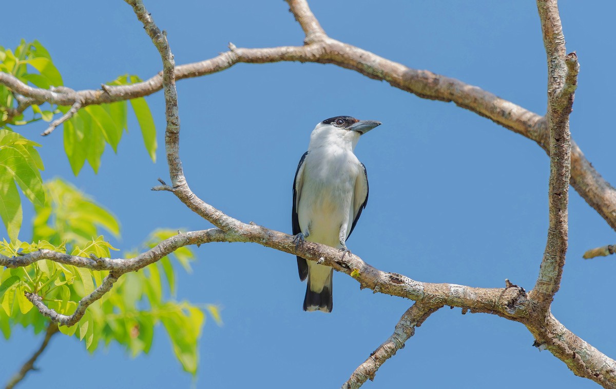 Black-crowned Tityra - ML620709691