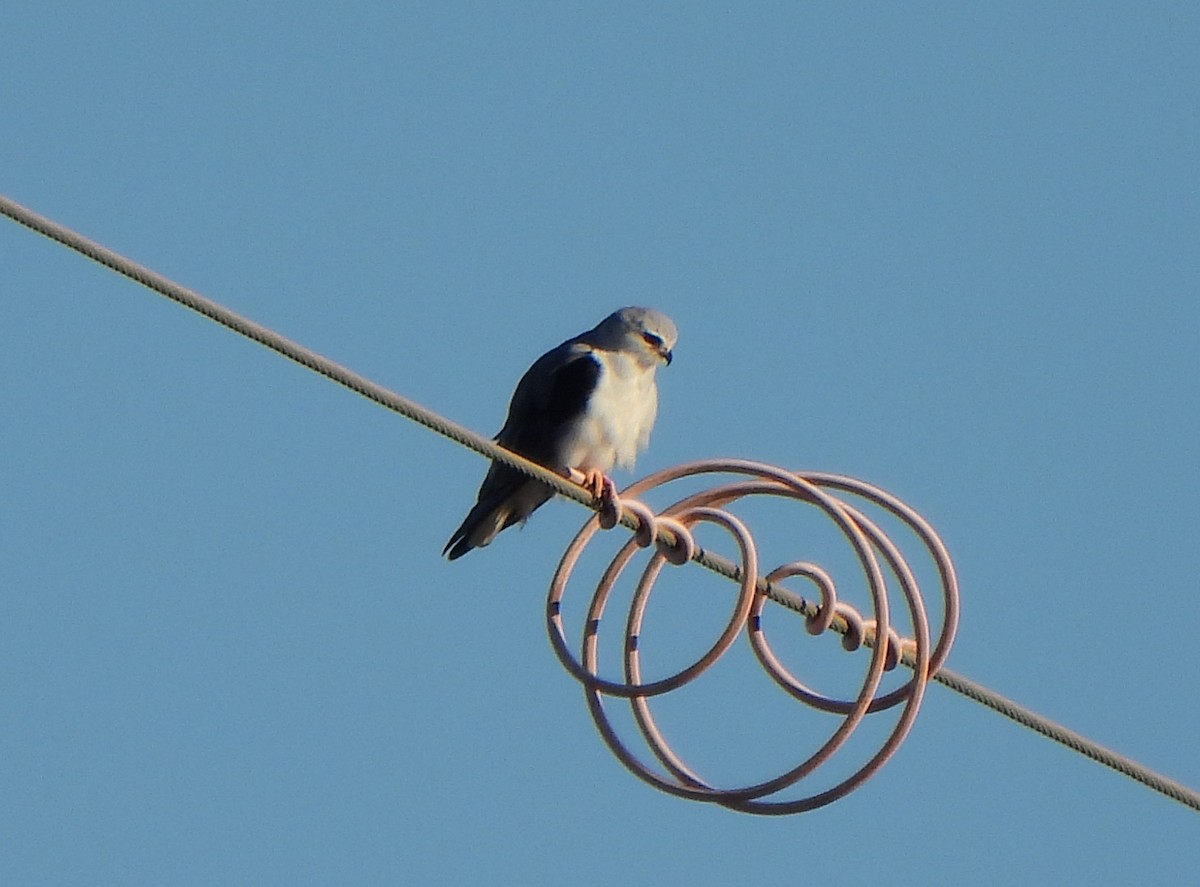 Black-winged Kite - ML620709693