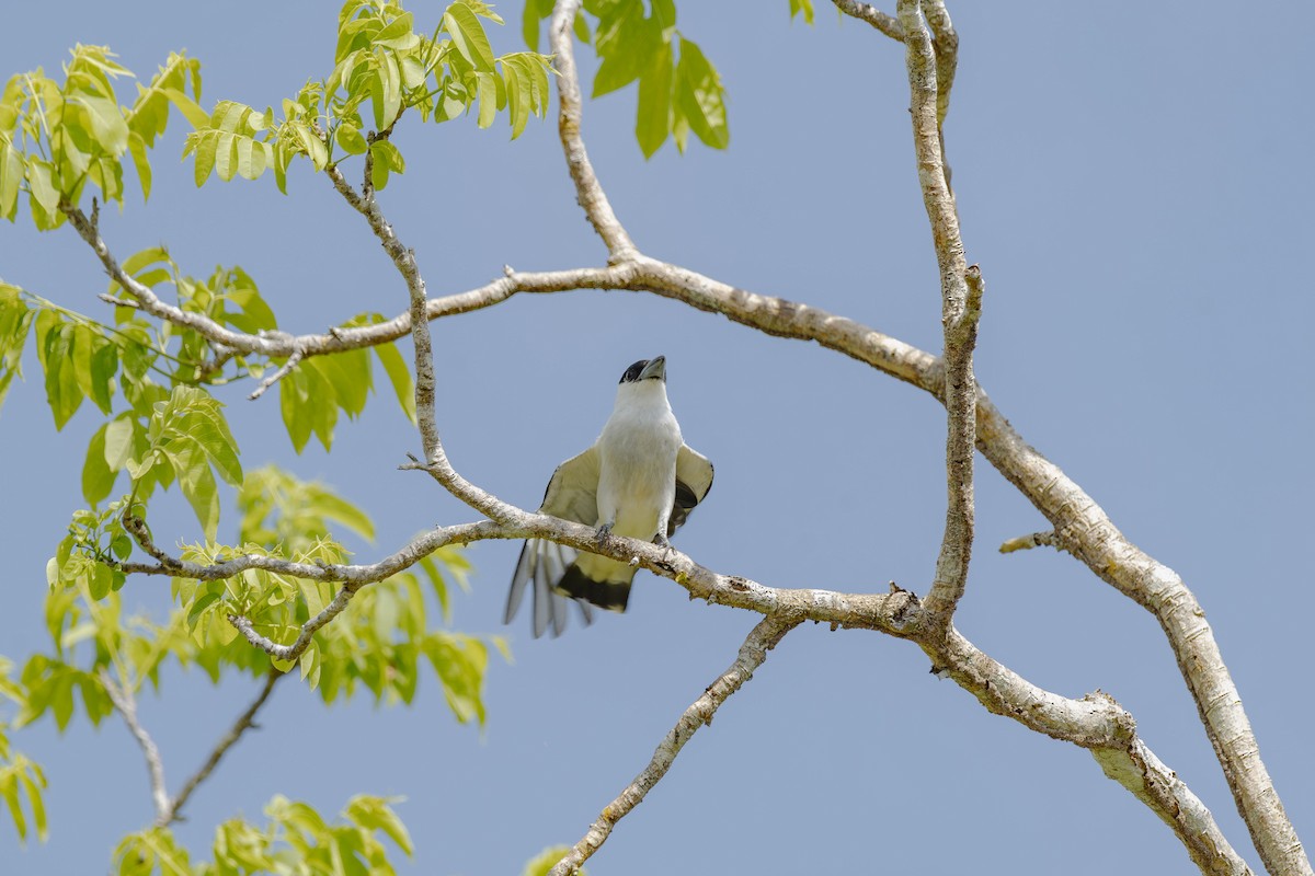 Black-crowned Tityra - ML620709696