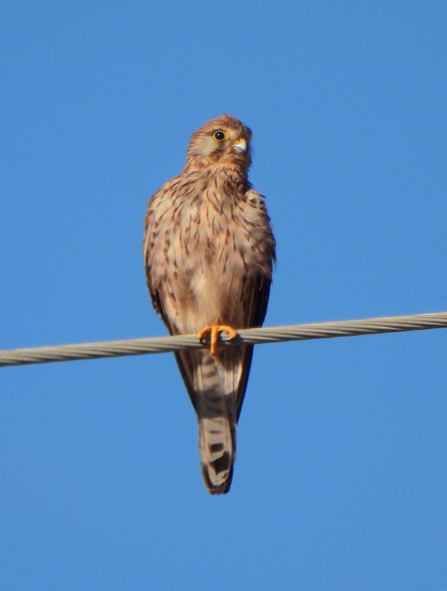 Eurasian Kestrel - ML620709698