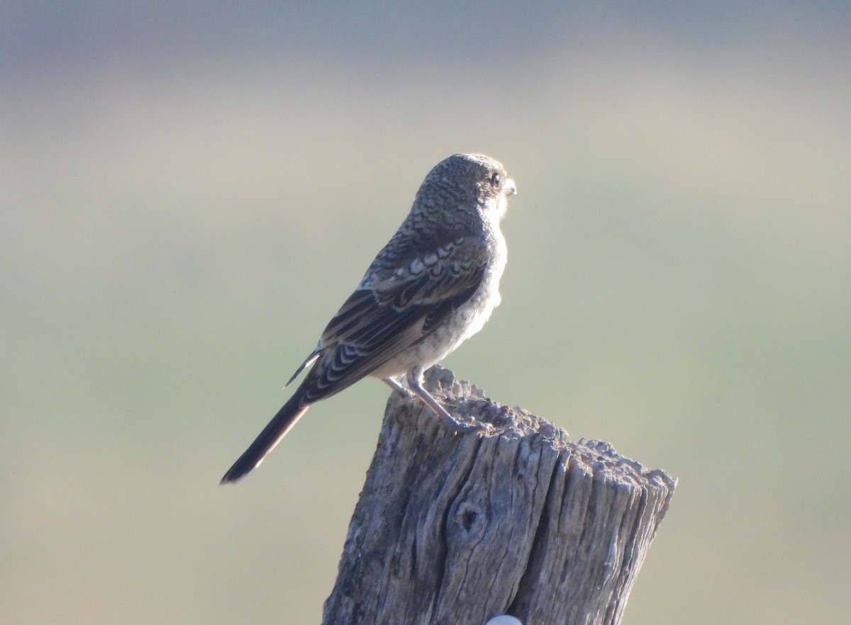 Woodchat Shrike - ML620709702