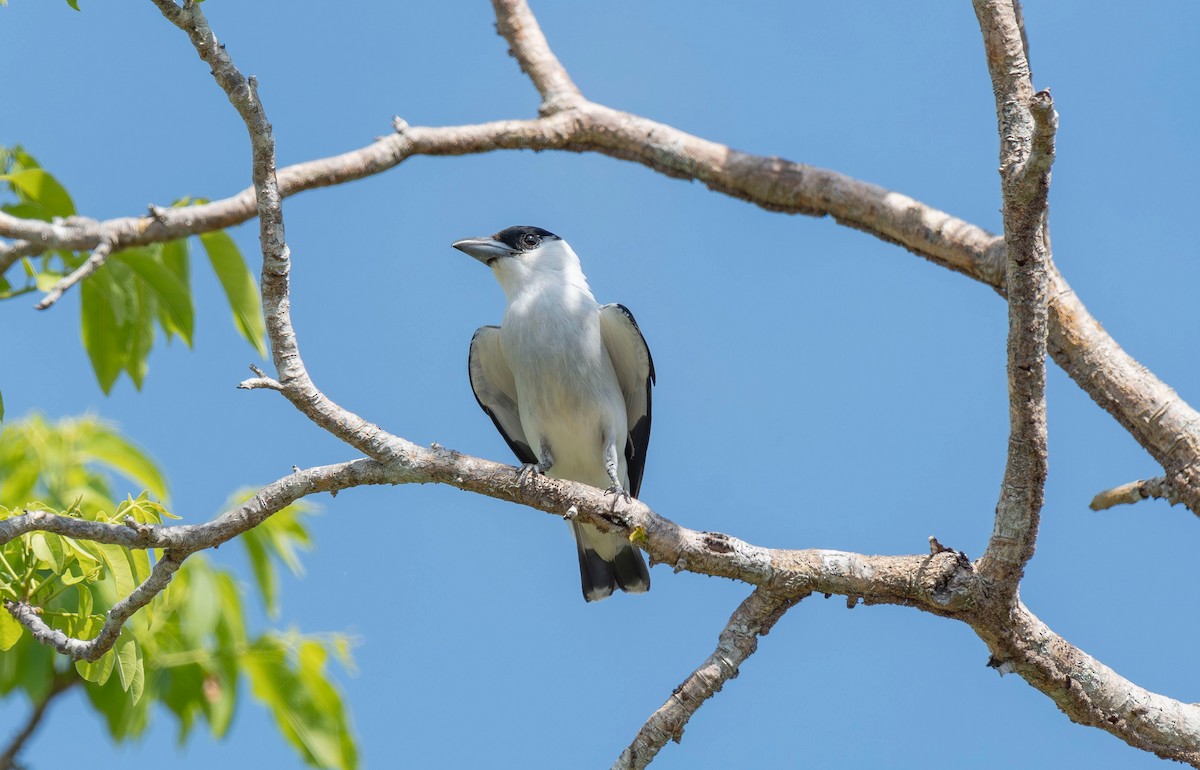 Black-crowned Tityra - ML620709703