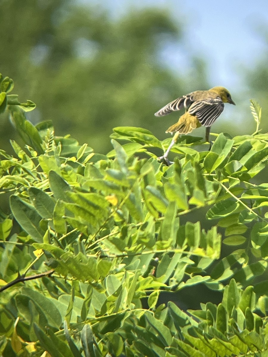 Orchard Oriole - Mot Hayes