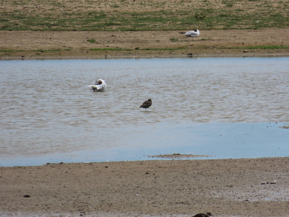 Spotted Redshank - Sergio Calderon