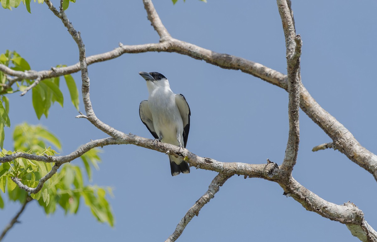 Black-crowned Tityra - ML620709707