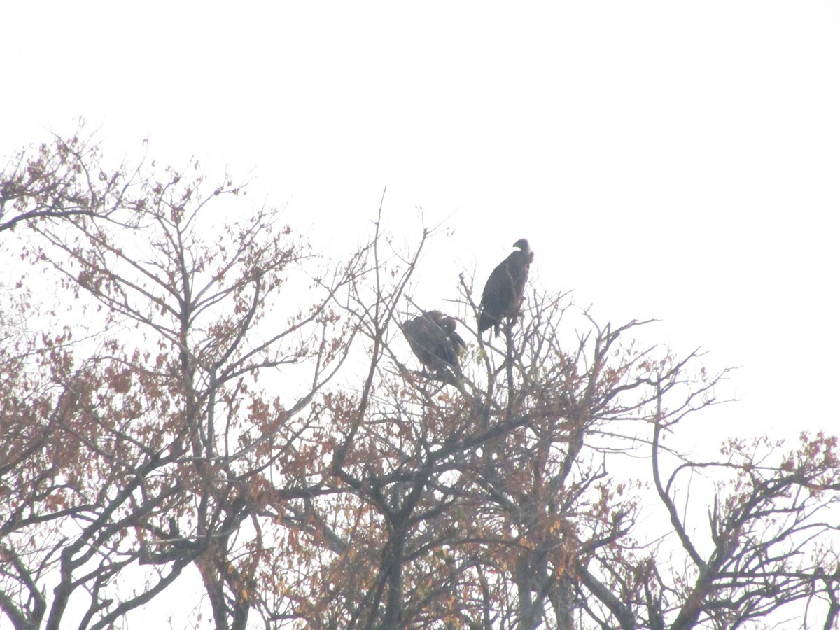 White-backed Vulture - ML620709710