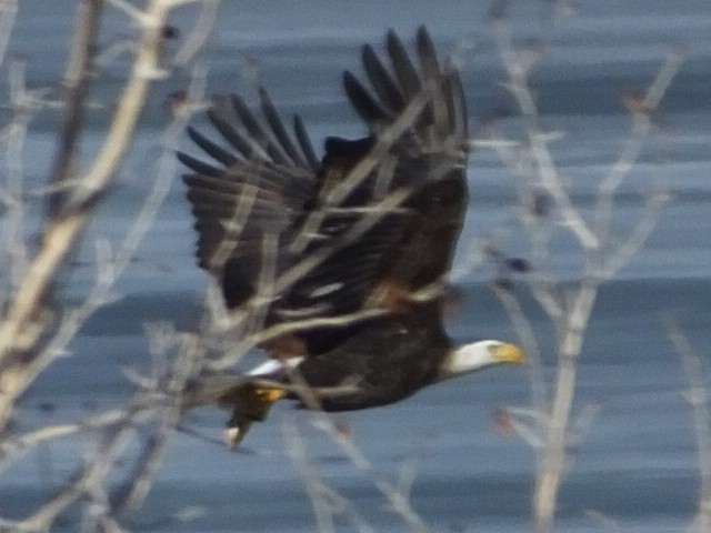 Bald Eagle - Dave Hanscom