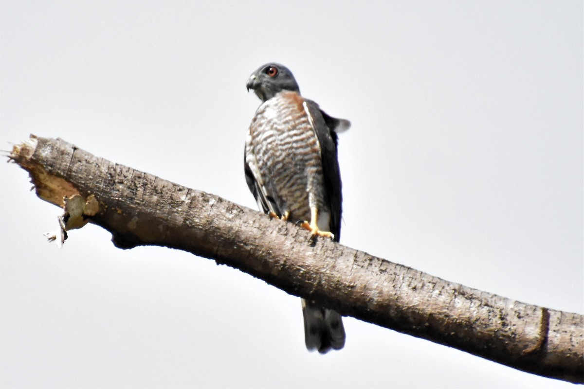 Roadside Hawk - ML620709717