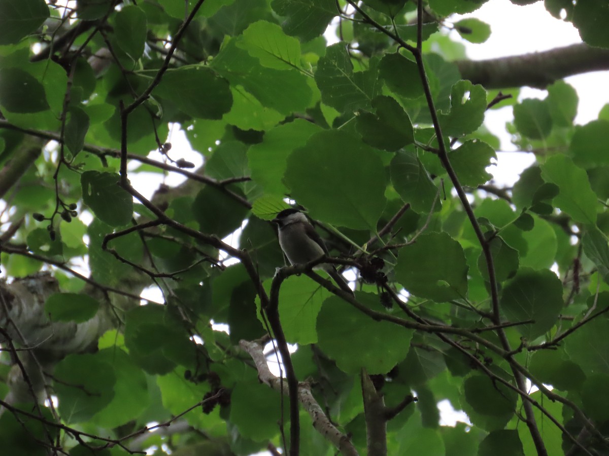 Marsh Tit - ML620709718