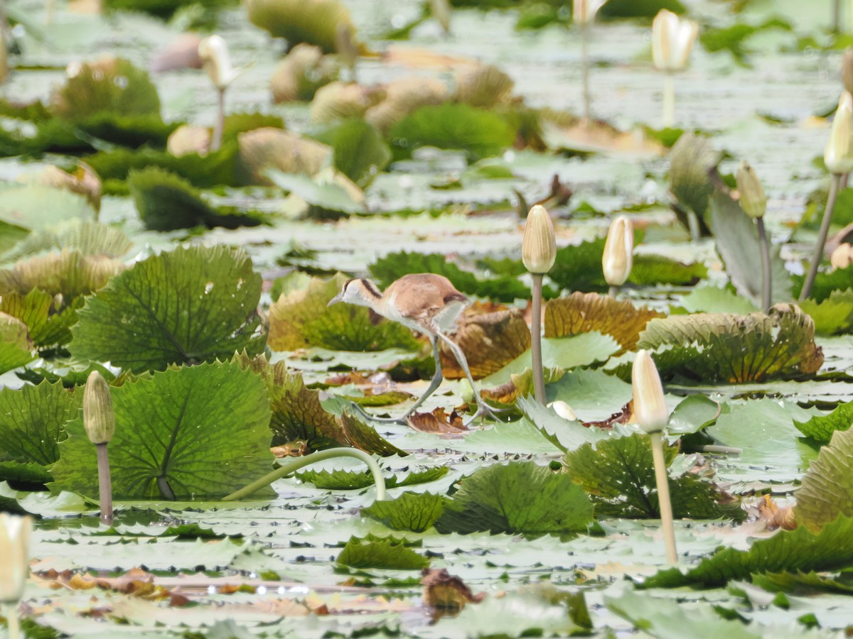 African Jacana - ML620709719