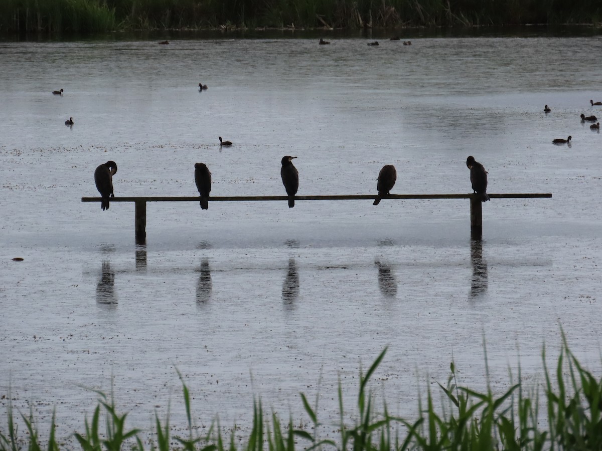 Great Cormorant - ML620709724