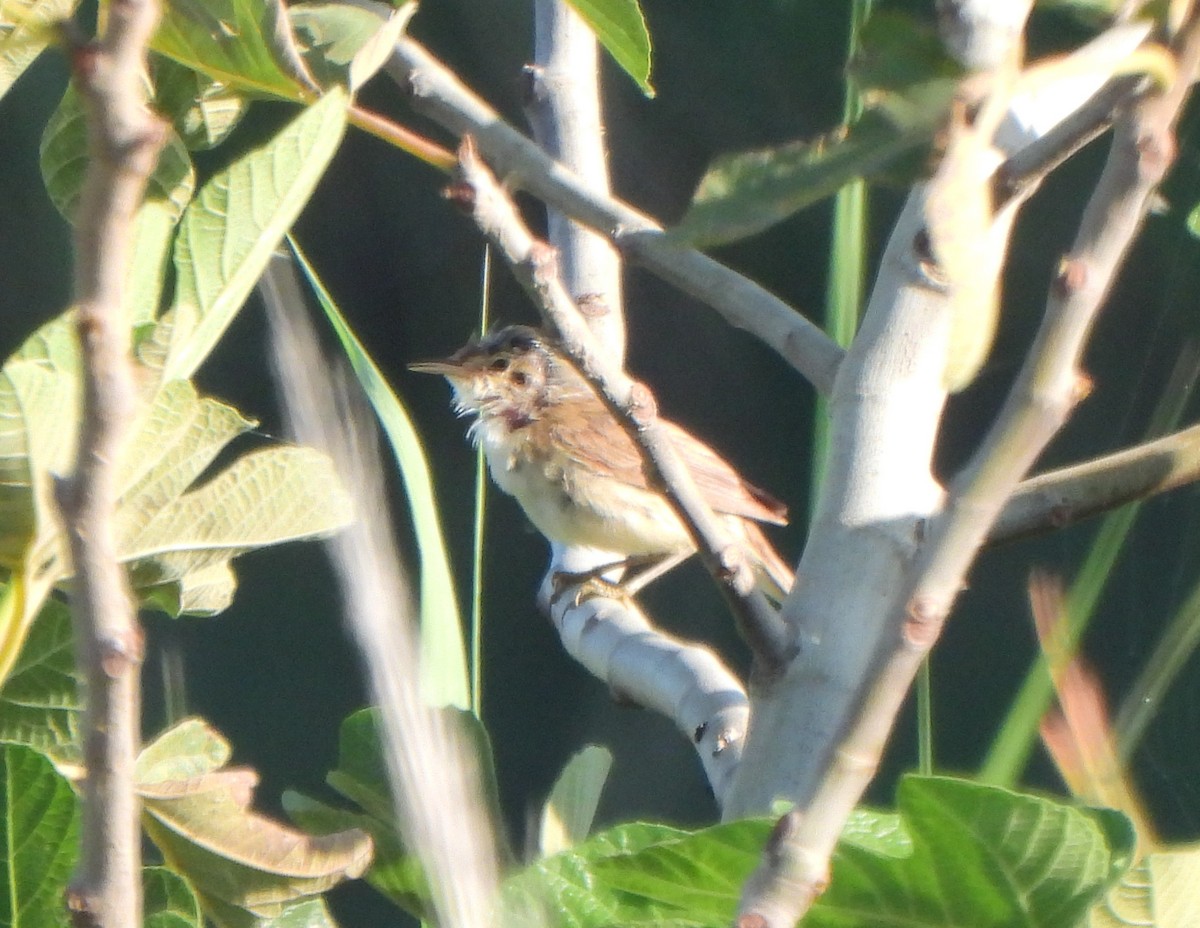 Common Reed Warbler - ML620709725