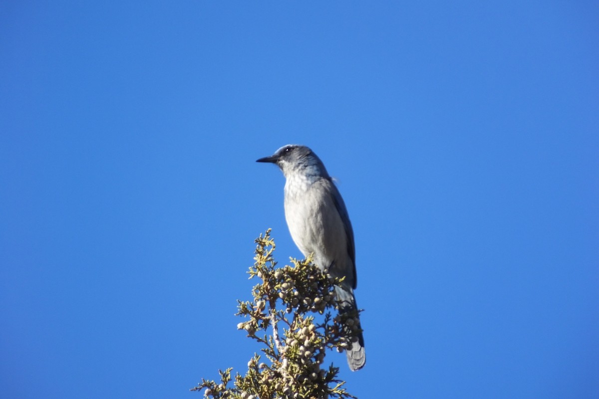 Woodhouse's Scrub-Jay - Dave Hanscom