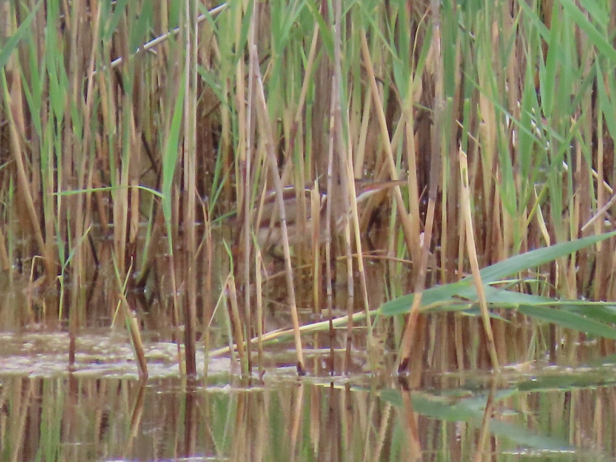 Least Bittern - ML620709732