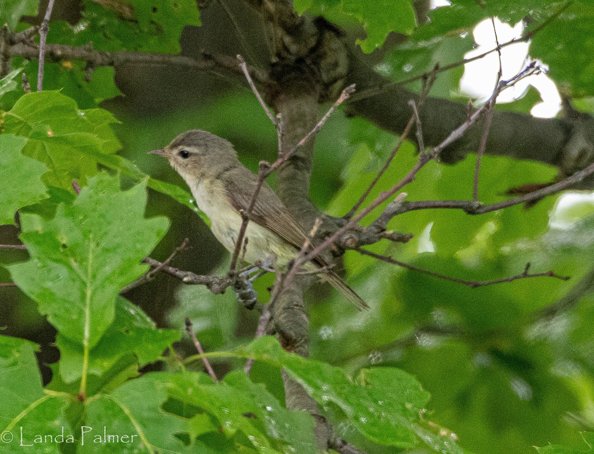 Warbling Vireo - ML620709733