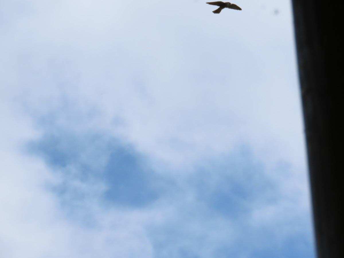 Eurasian Hobby - ML620709736