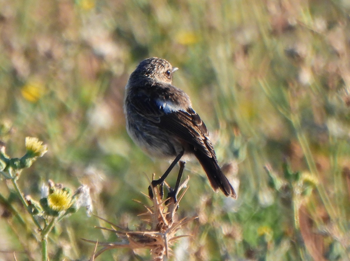 European Stonechat - ML620709739