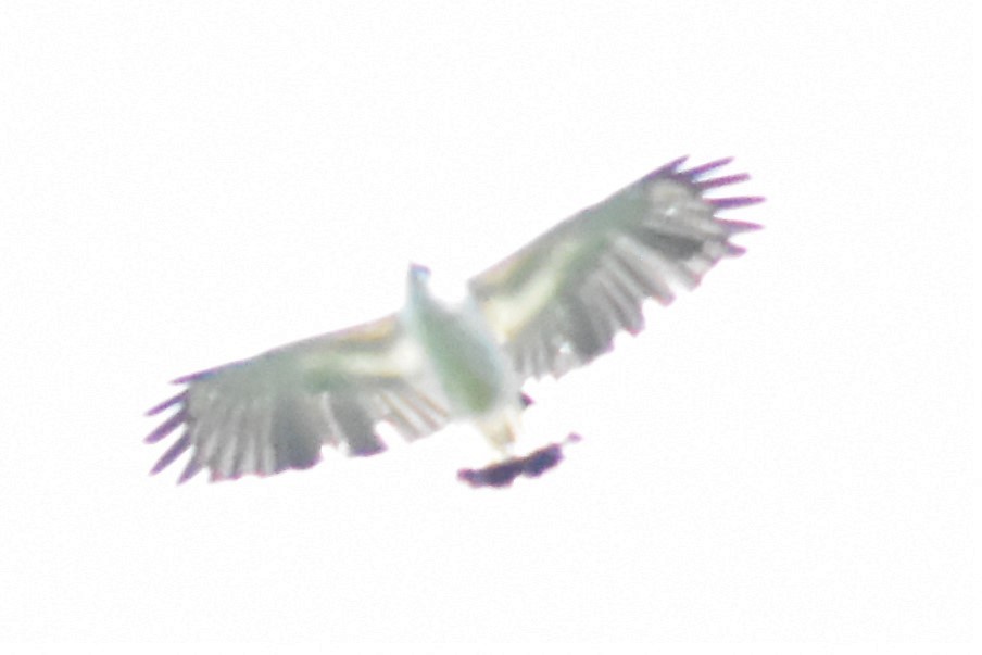 White Hawk - ML620709740