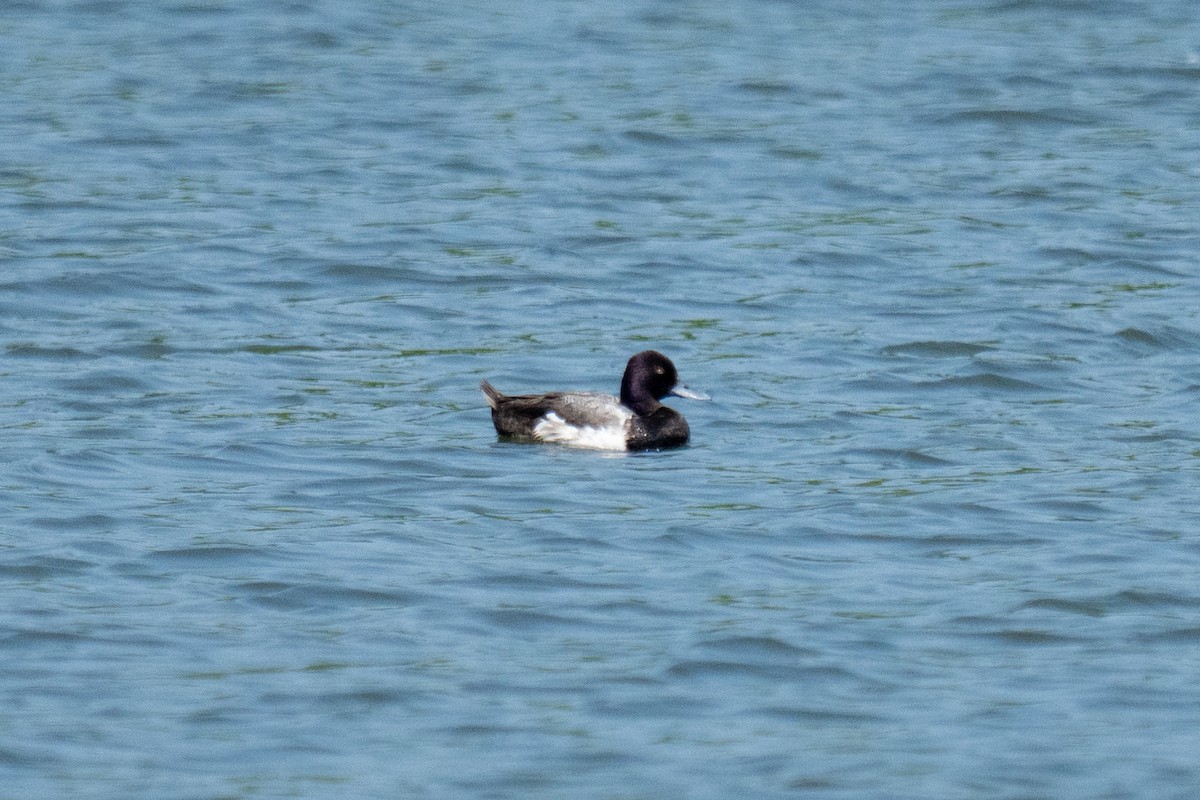 Lesser Scaup - ML620709742