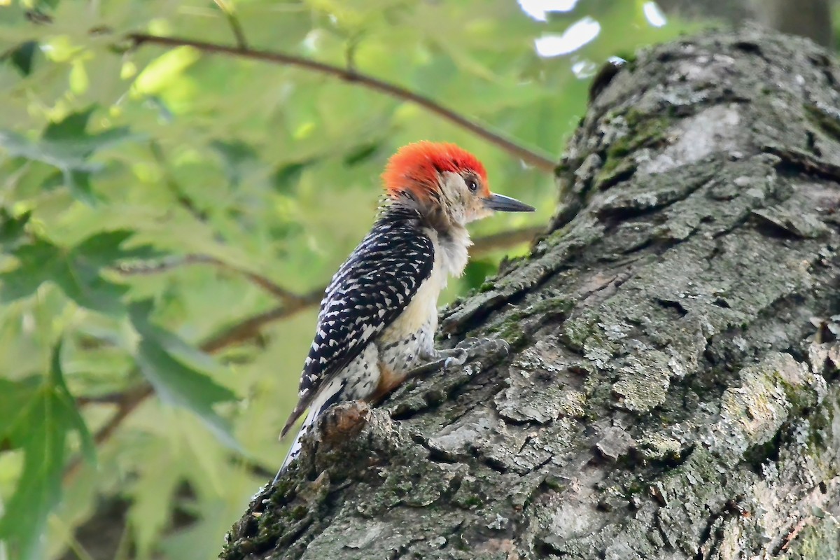 Red-bellied Woodpecker - ML620709746