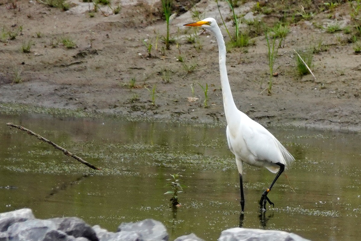 Great Egret - ML620709747