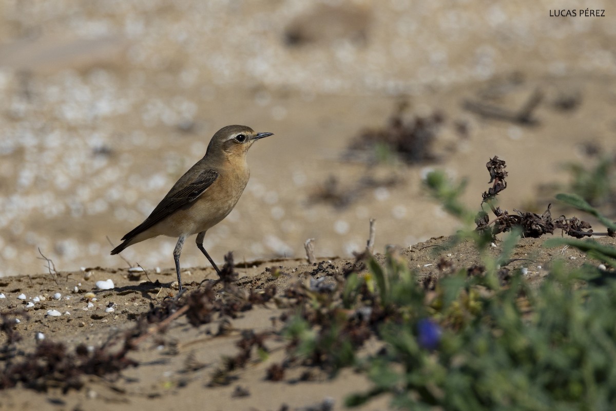 Northern Wheatear - ML620709748