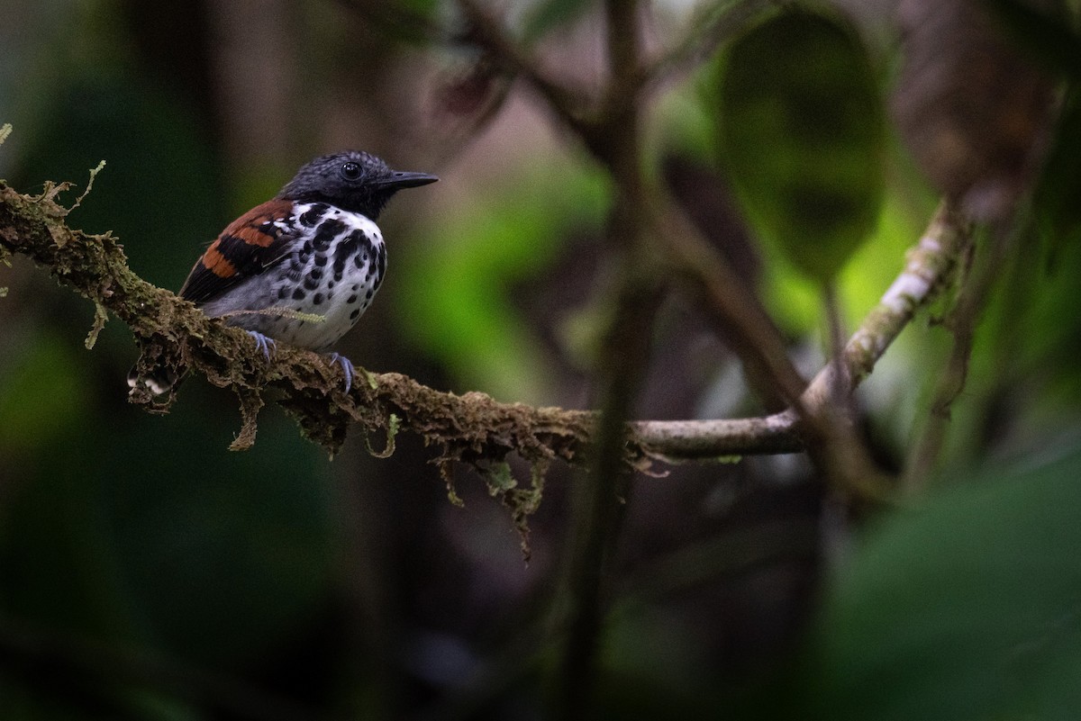 Spotted Antbird - ML620709750