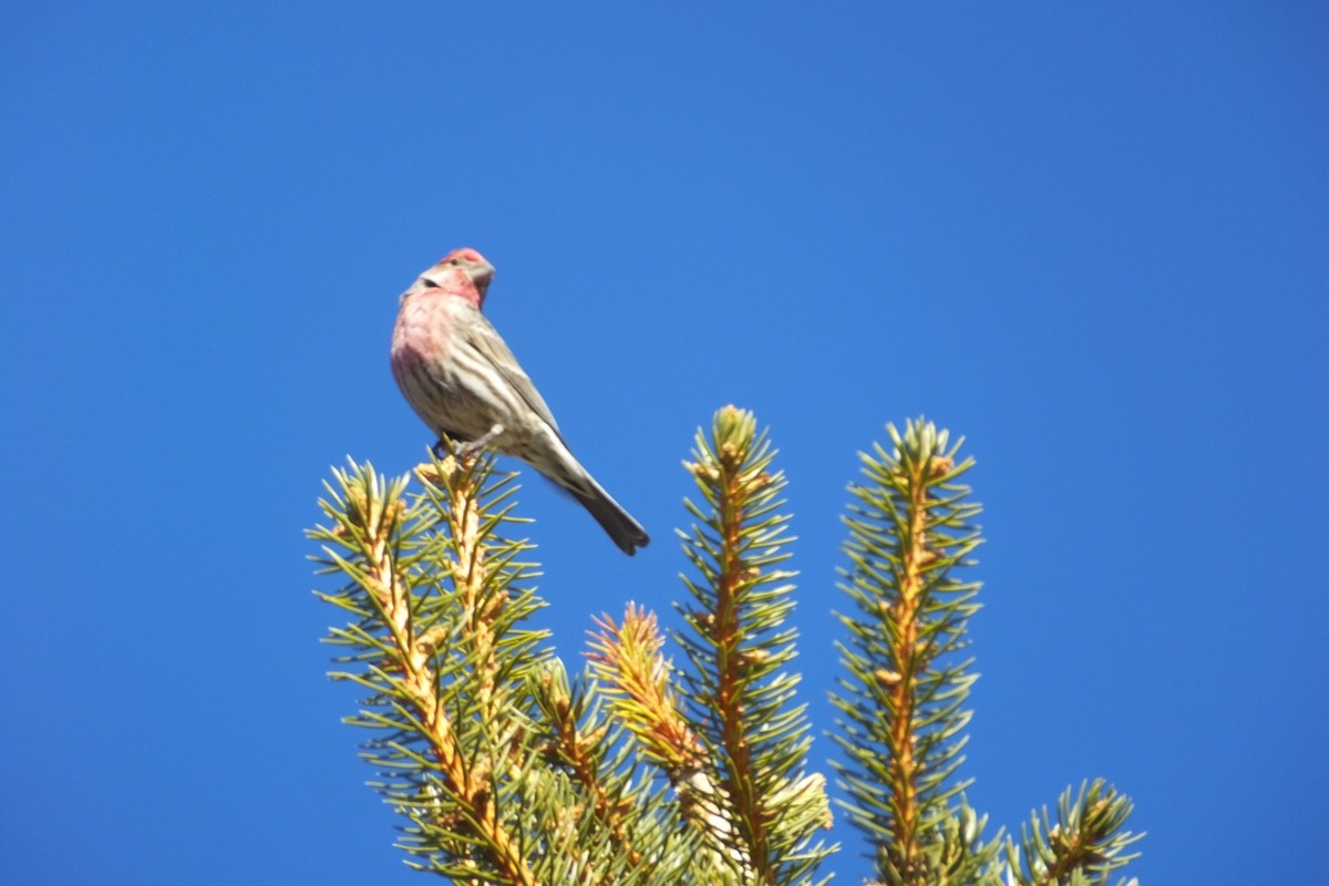 House Finch - ML620709752