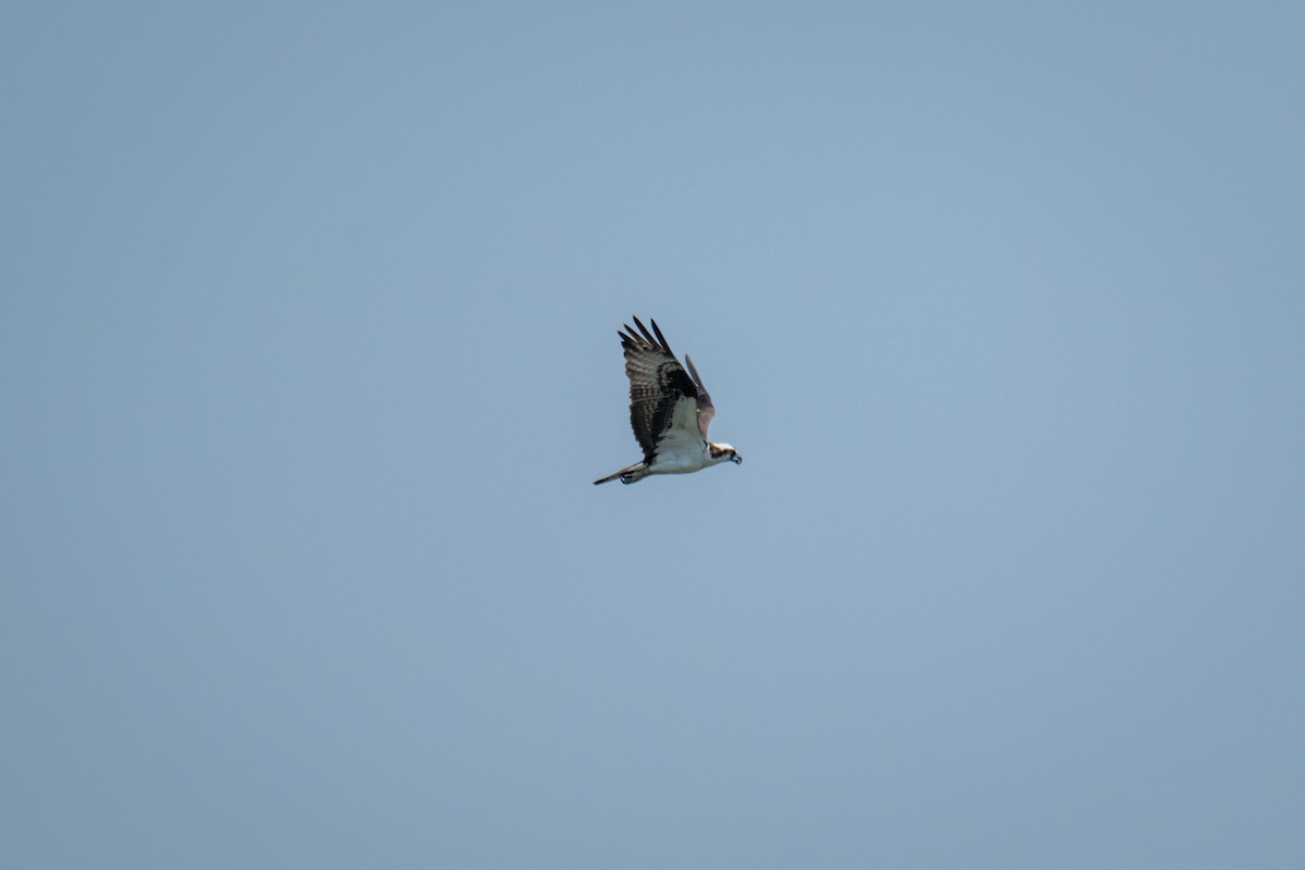 Águila Pescadora - ML620709756