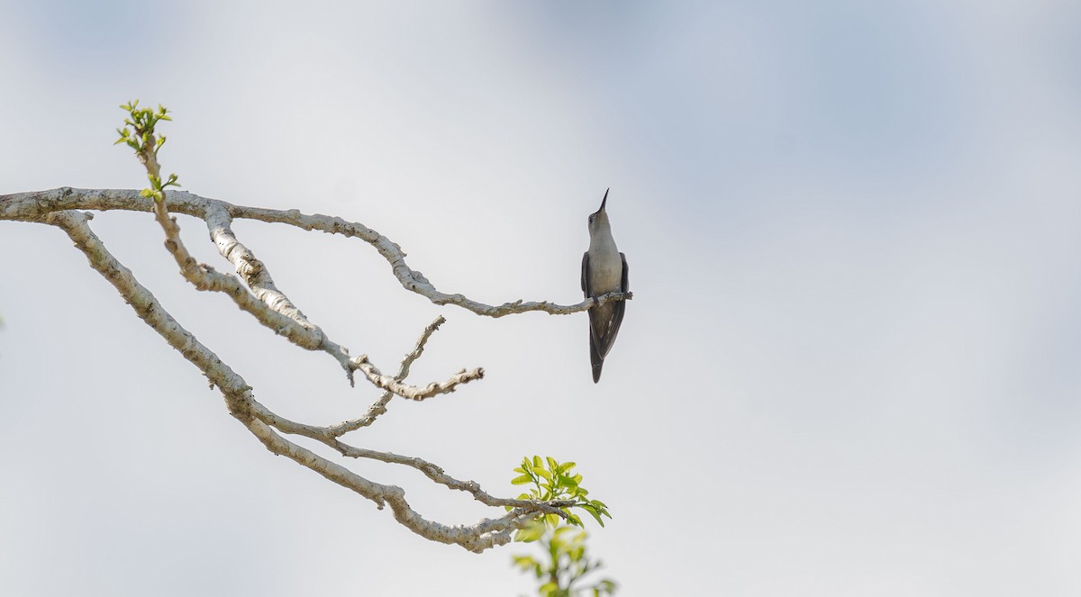 Wedge-tailed Sabrewing - ML620709758