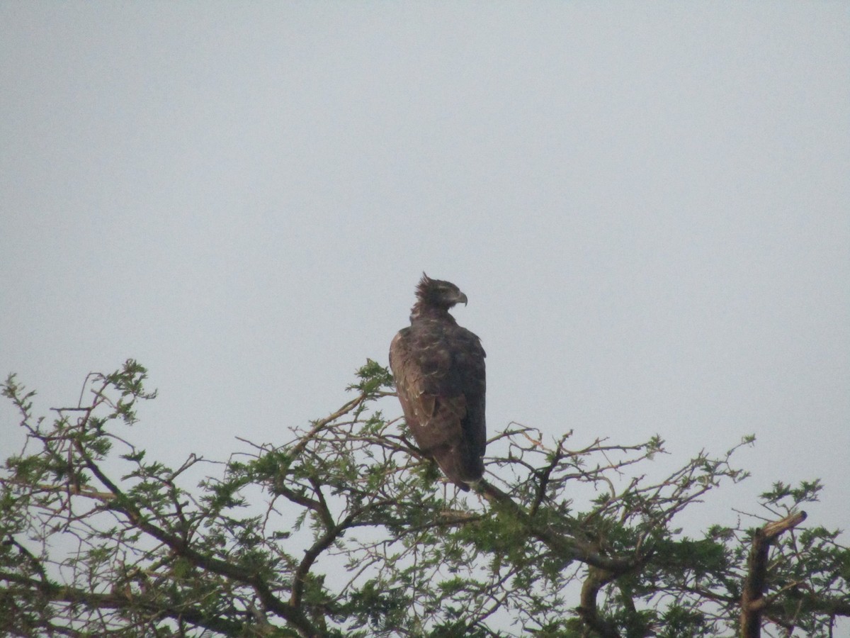 Águila Marcial - ML620709759