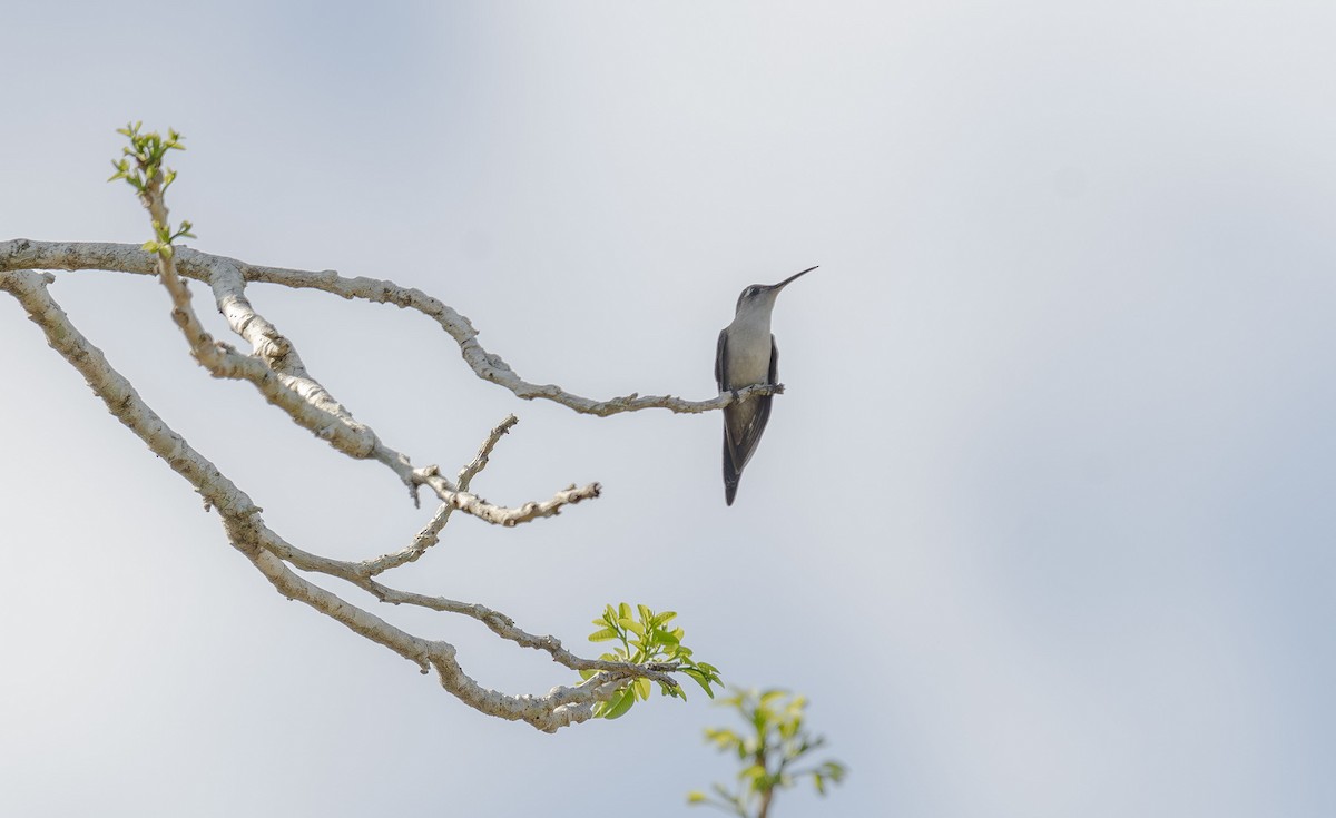 Wedge-tailed Sabrewing - ML620709761