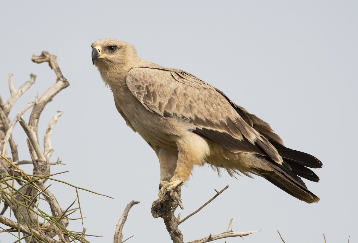 Tawny Eagle - ML620709762