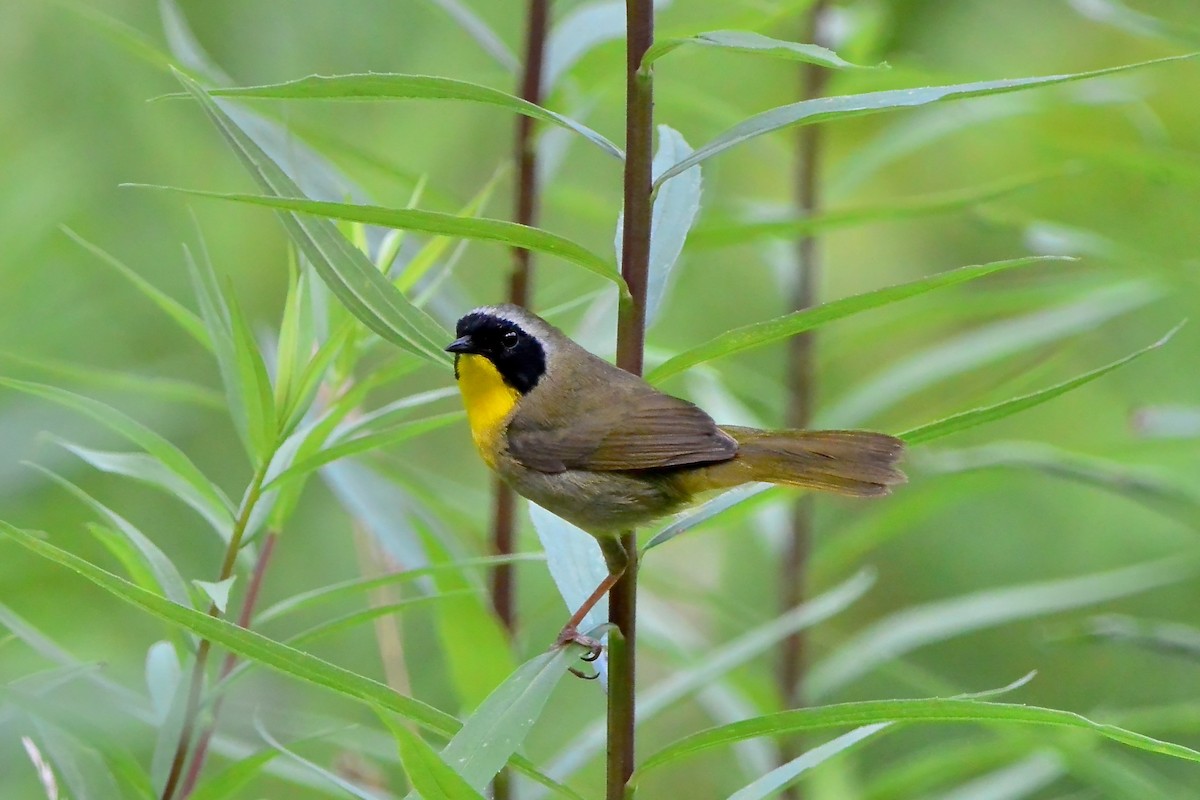 Common Yellowthroat - ML620709763