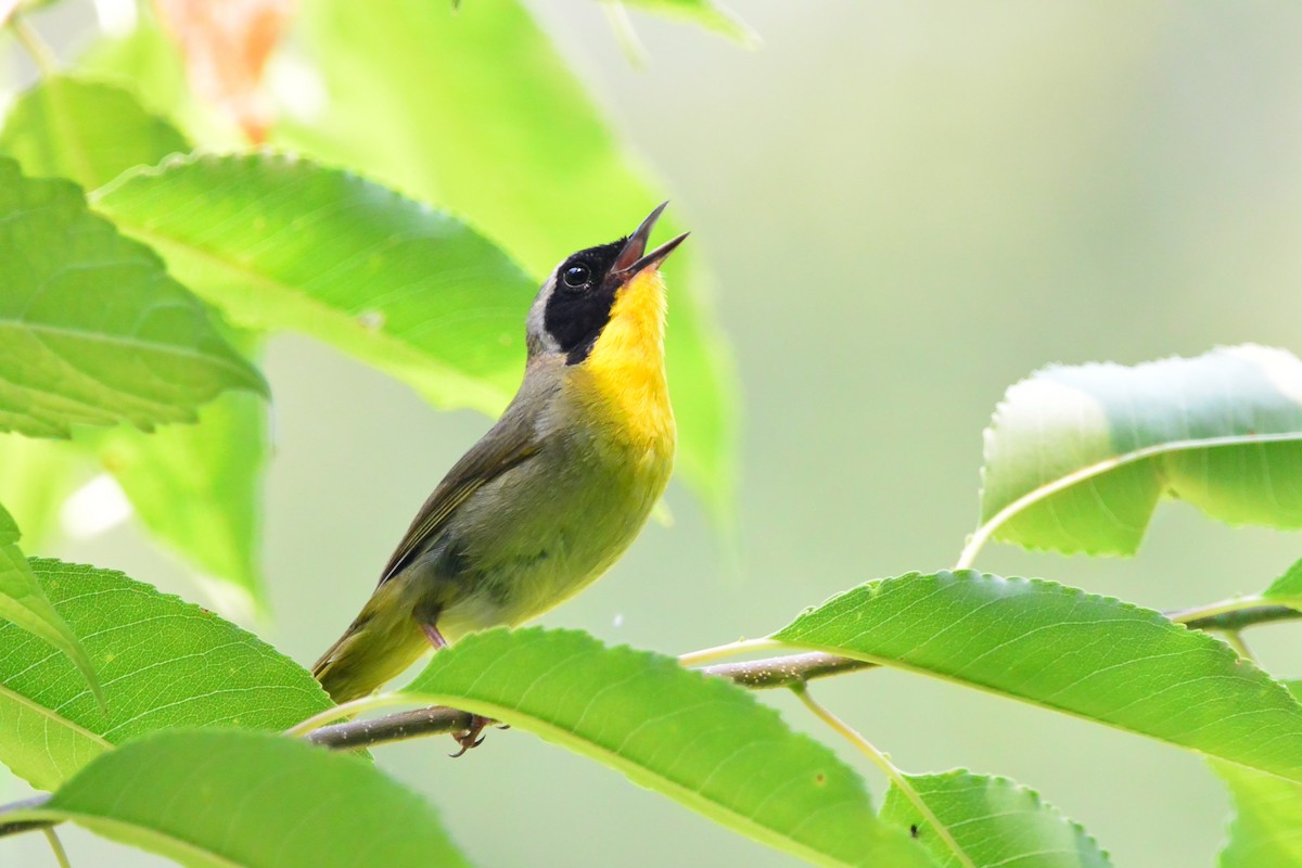 Common Yellowthroat - ML620709764