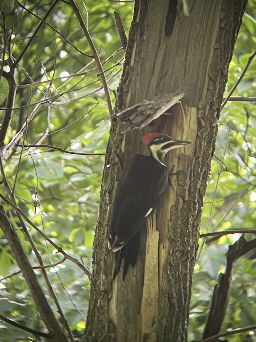 Pileated Woodpecker - ML620709766