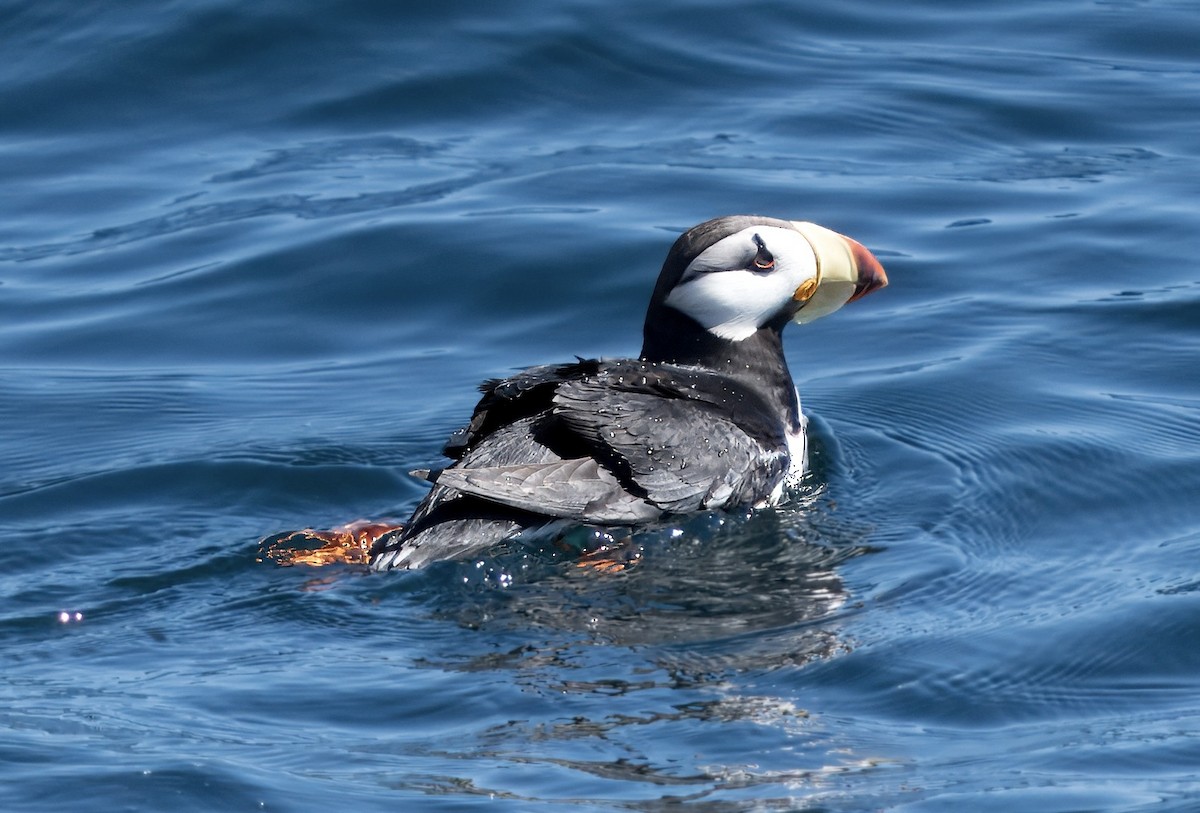 Horned Puffin - ML620709767