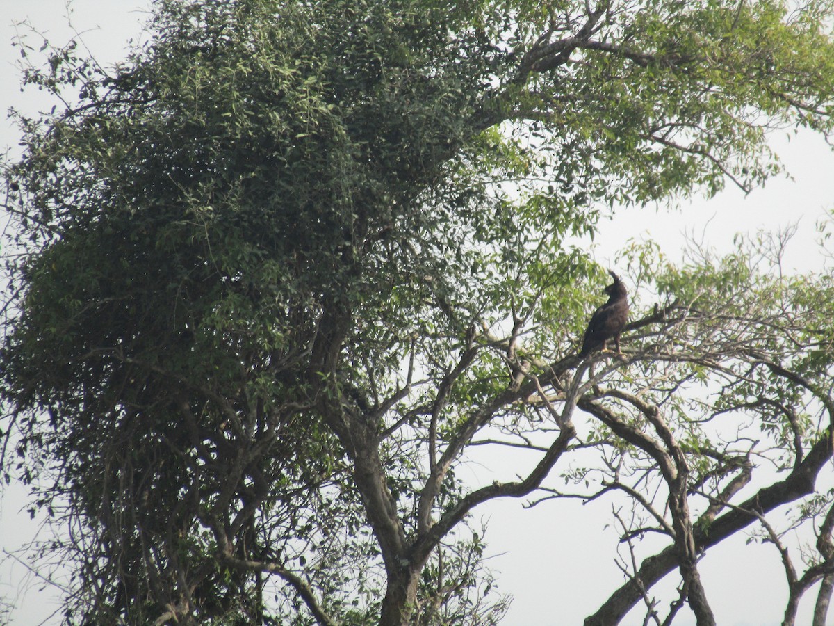 Long-crested Eagle - Isaac Ennis