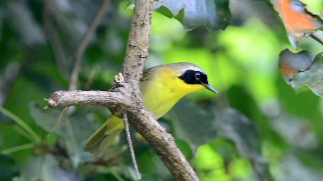 Common Yellowthroat - ML620709770