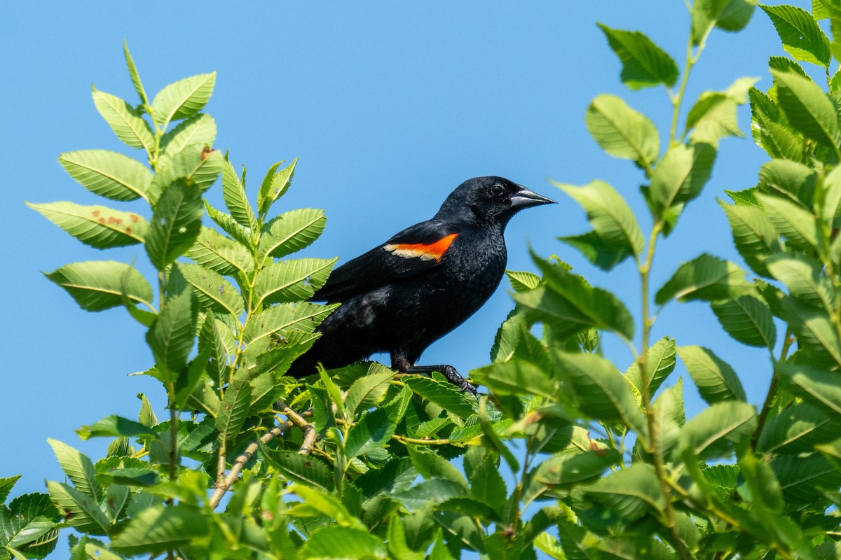 Red-winged Blackbird - ML620709771