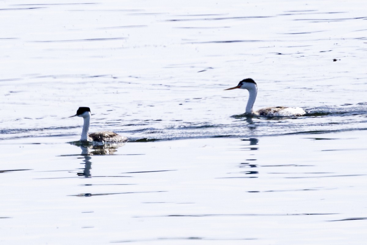 Clark's Grebe - ML620709772