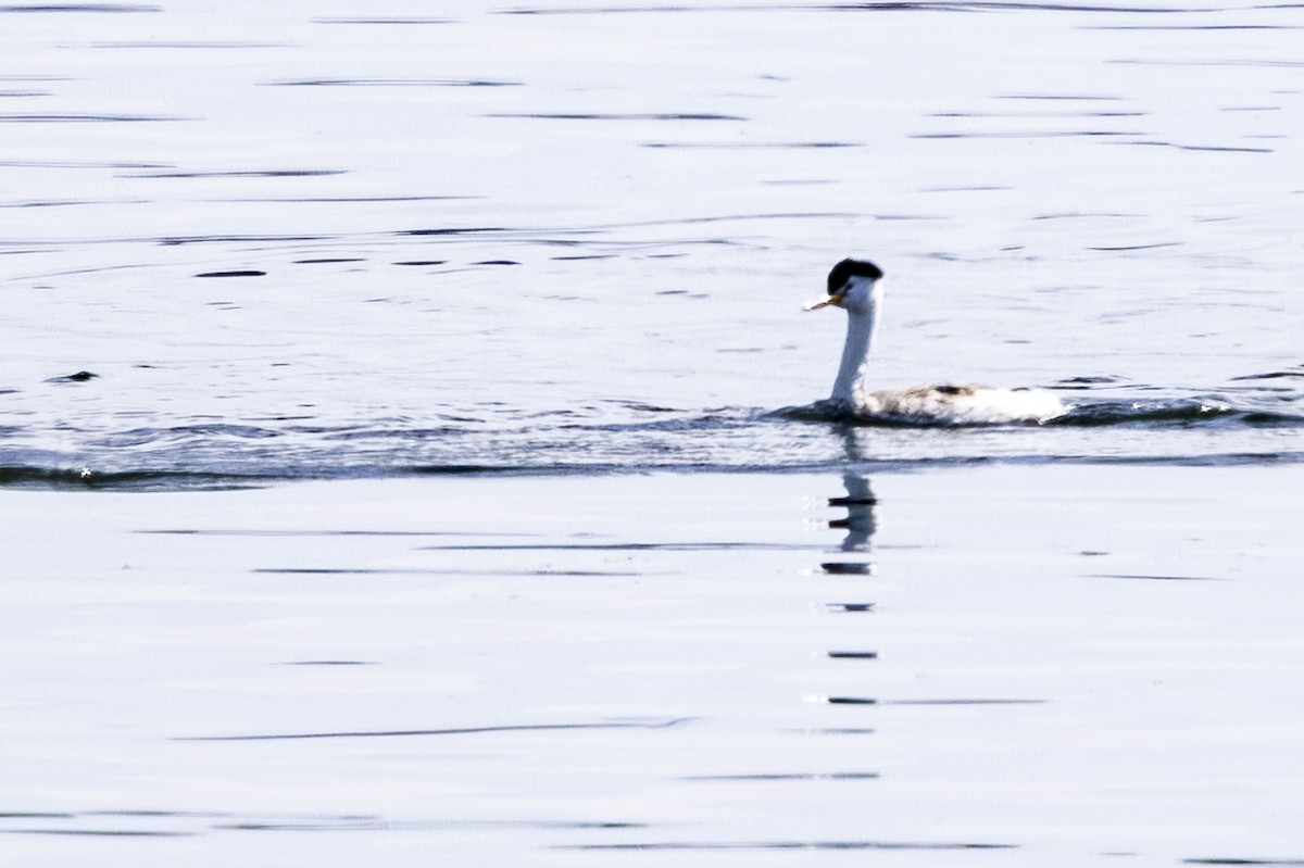 Clark's Grebe - ML620709773