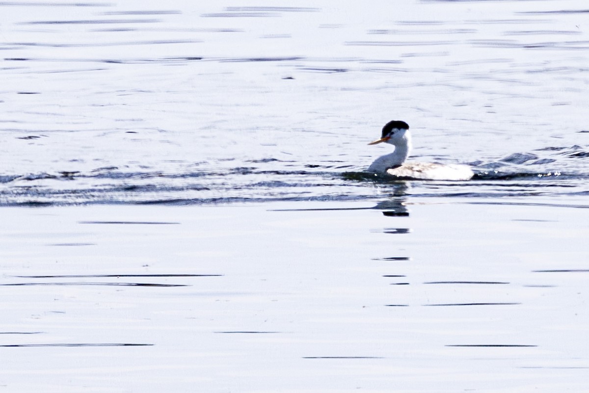 Clark's Grebe - ML620709774