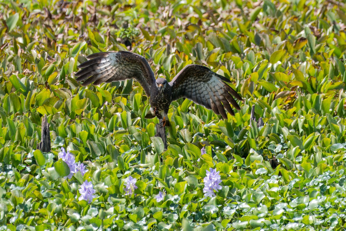 Snail Kite - ML620709775