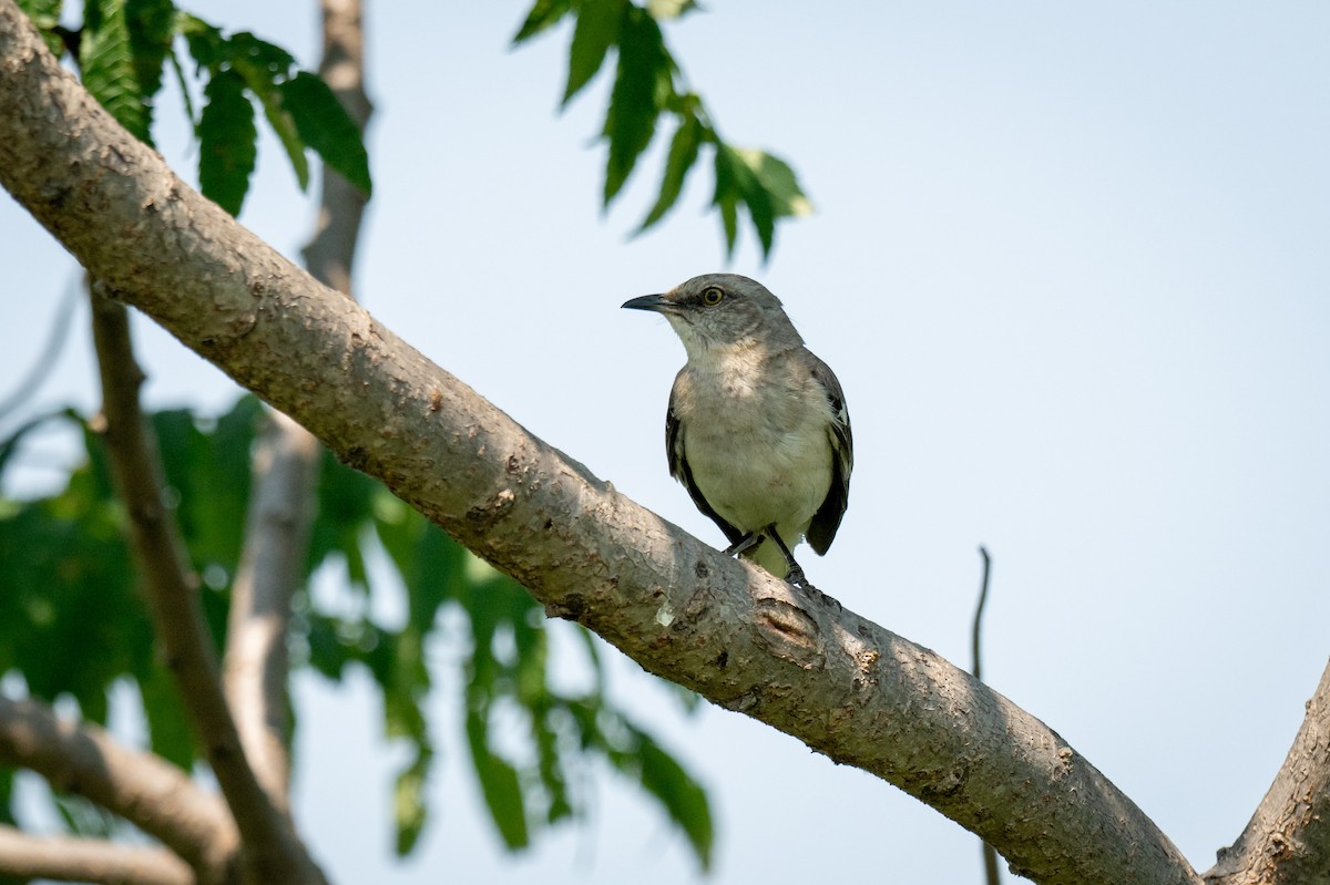 Northern Mockingbird - ML620709776